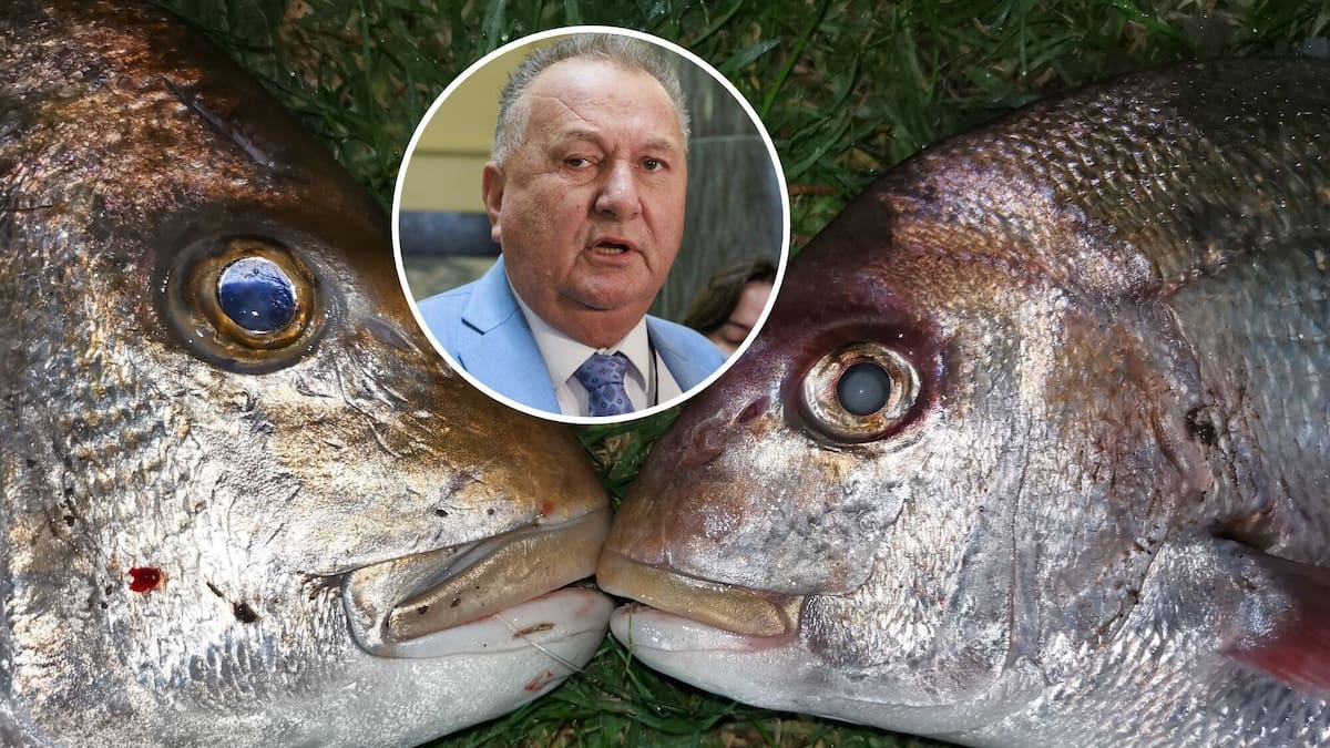 Bill would remove commercial minimum snapper size under fisheries reforms