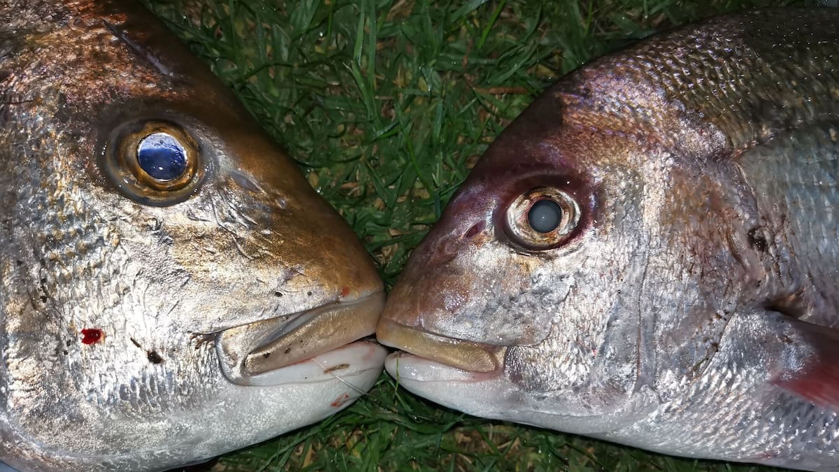 Dead snapper, white substance, in Kaipara river: NRC and iwi investigations underway