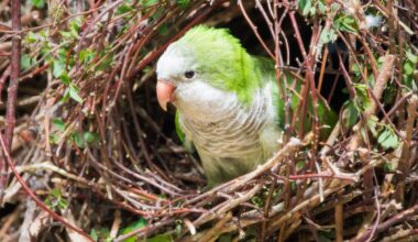 Observe the charming presence of a monk parakeet as it perches on branches outside its intricate nest in this delightful photograph. Known for their vibrant green plumage and social behavior, these parakeets often build large, communal nests in urban and suburban areas. Captured in exquisite detail, this image highlights the beauty of these playful birds and emphasizes the importance of conserving their natural habitats and urban environments.