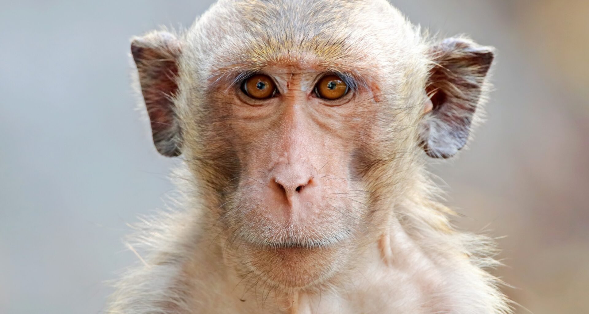 Socially tolerant monkeys have larger emotion centers in the brain