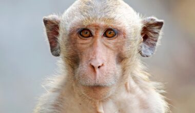 Socially tolerant monkeys have larger emotion centers in the brain