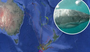 Great white shark scare: Fears of apex predator in Banks Peninsula unfounded after tag washes ashore