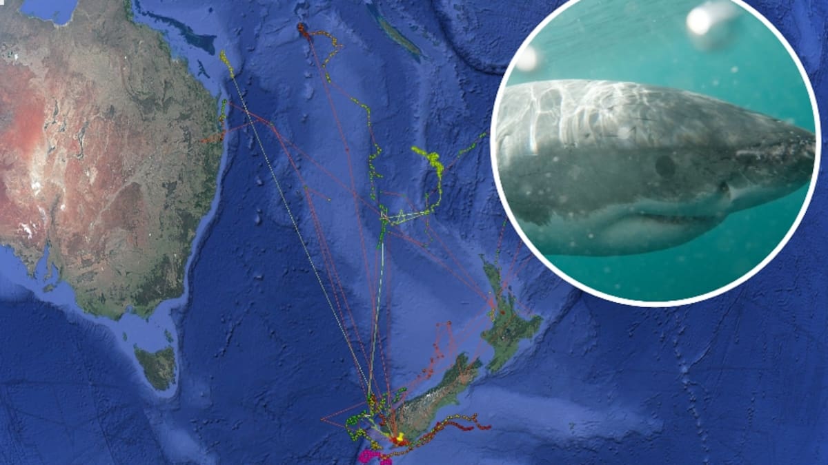 Great white shark scare: Fears of apex predator in Banks Peninsula unfounded after tag washes ashore