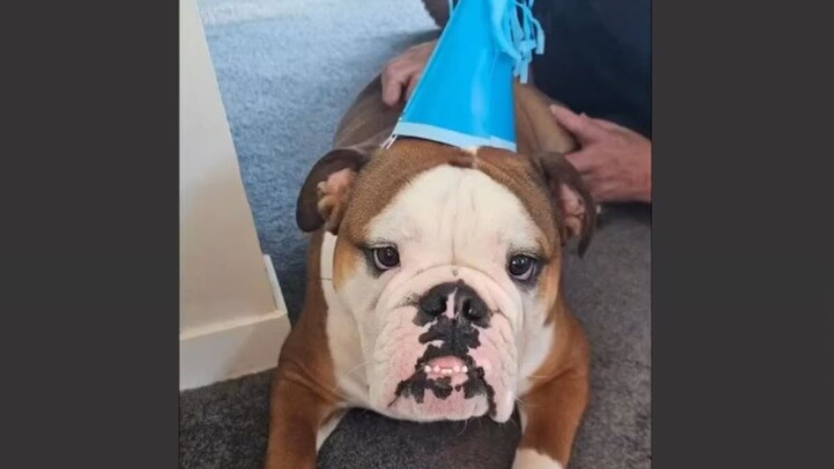 Dog’s birthday video helps landlords win rental ruling against Lower Hutt couple