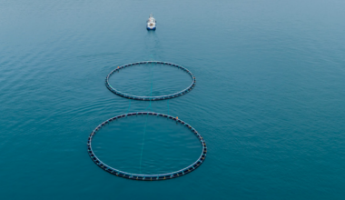 New Zealand King Salmon confirms Bennett as permanent CFO