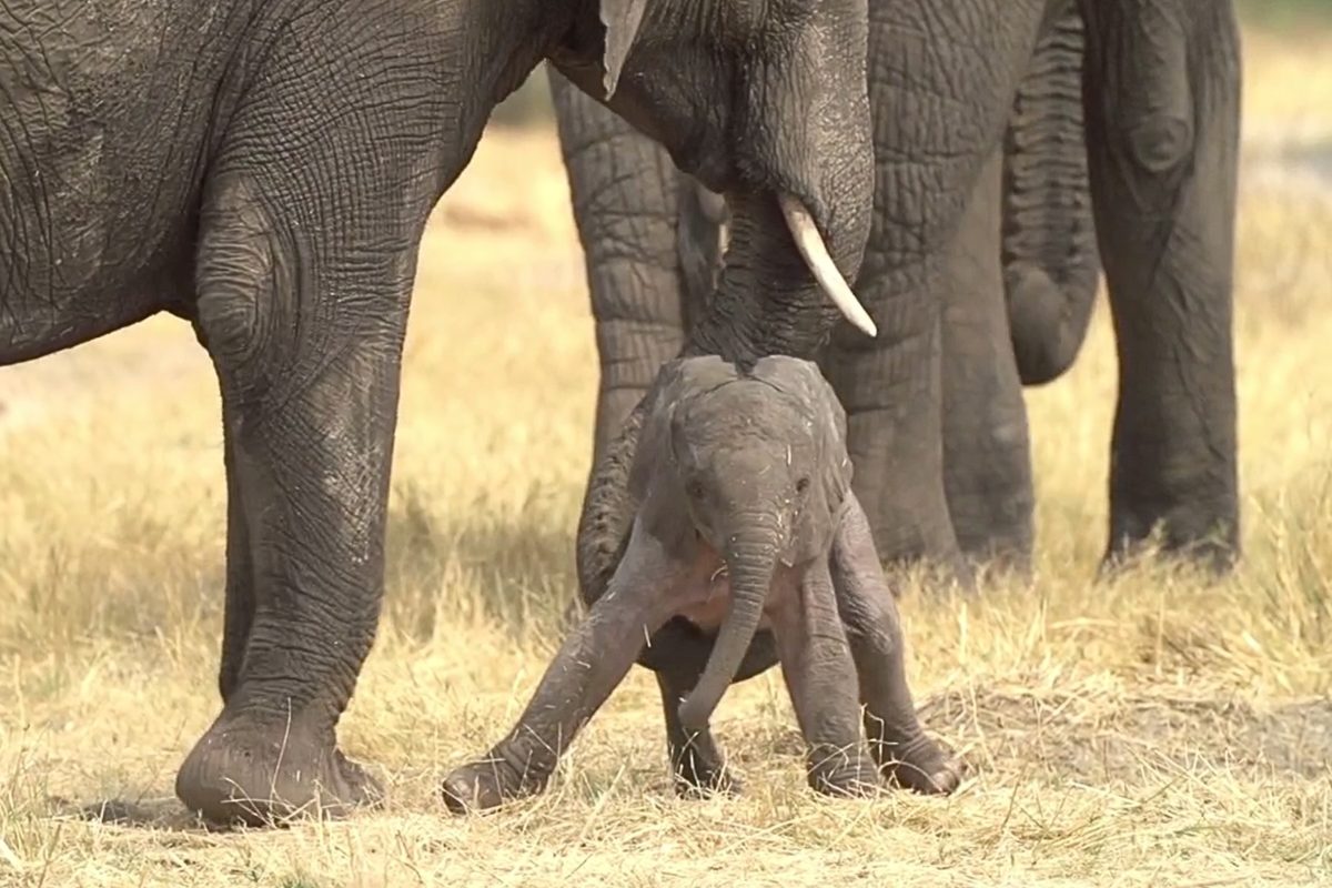 Newborn elephant calf being helped by its mother, Botswana