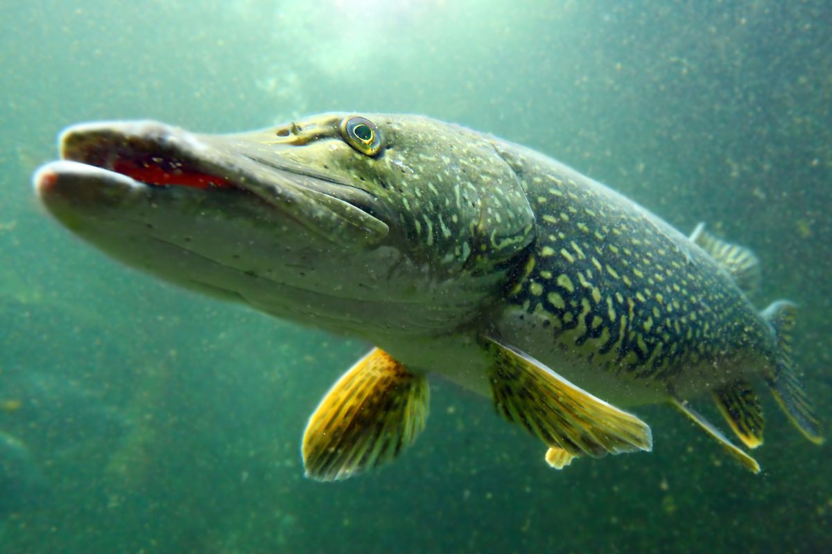 Northern pike