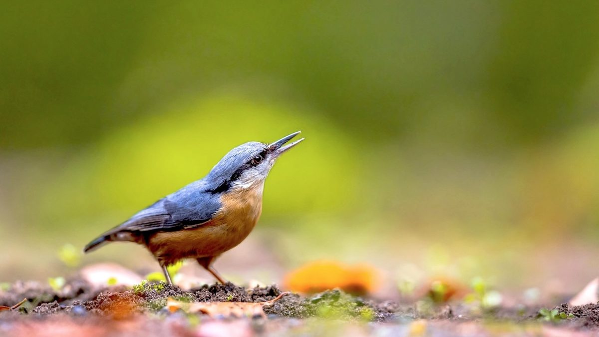 Species Slowdown: Is Nature’s Ability to Self-Repair Stalling?