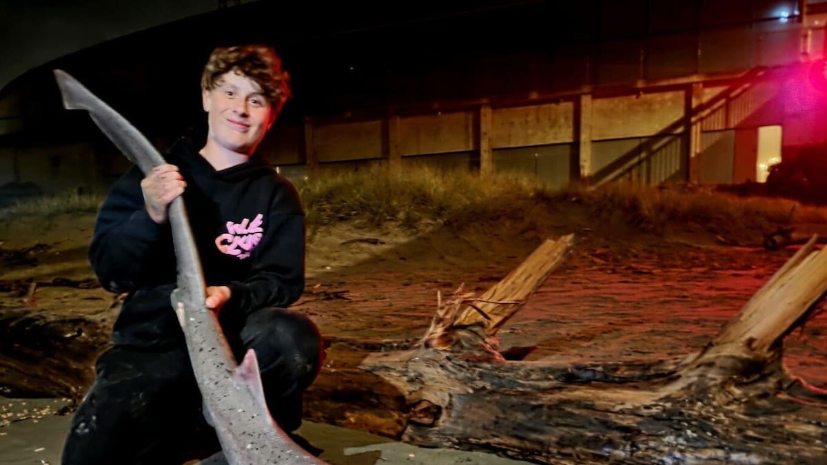 Christchurch teenage fisherman hooks 2m shark off New Brighton Pier