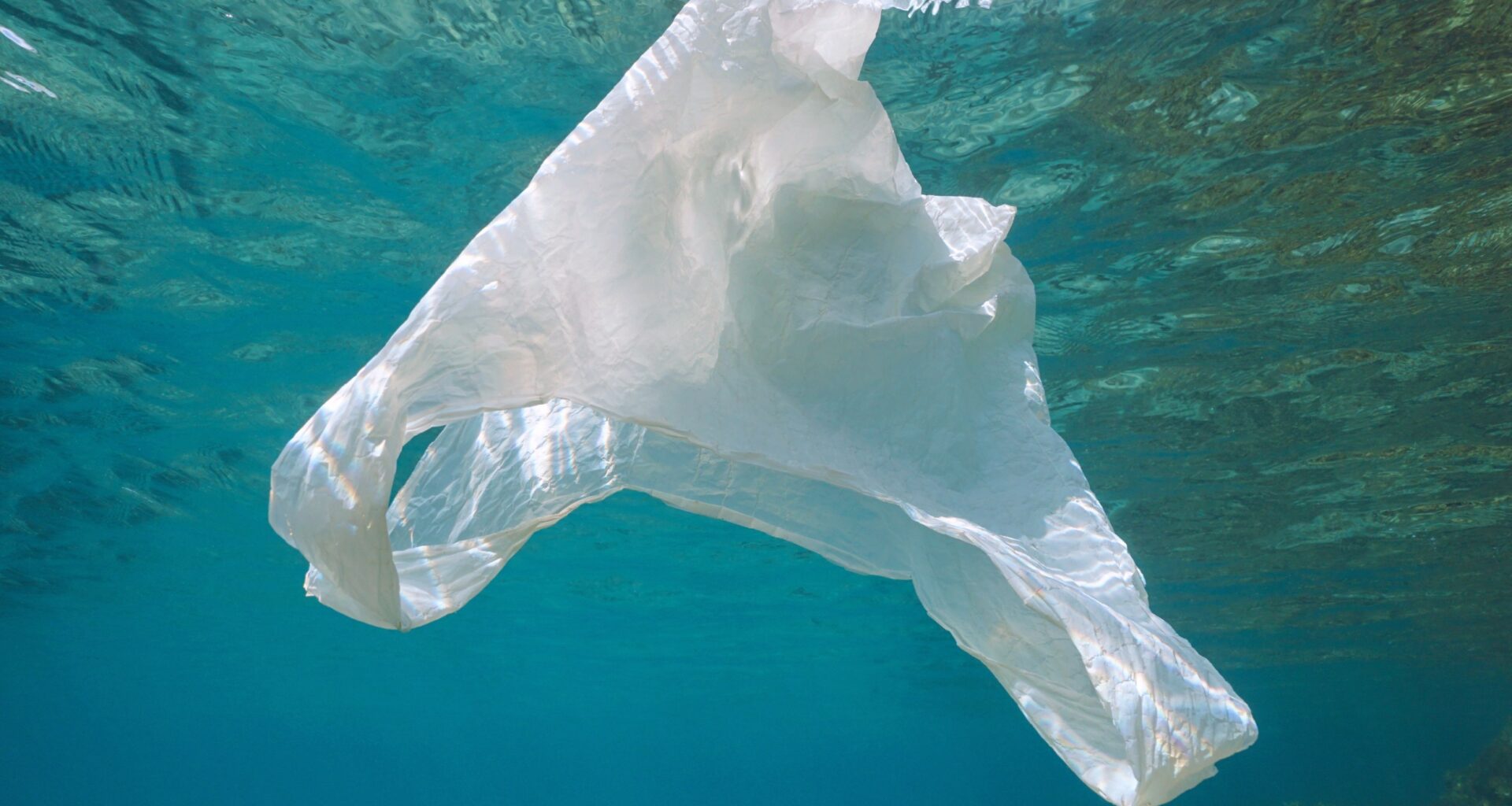 Ocean microbes are key to breaking down biodegradable plastic