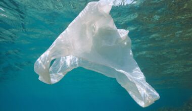 Ocean microbes are key to breaking down biodegradable plastic
