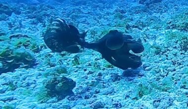 Octopus punches grouper