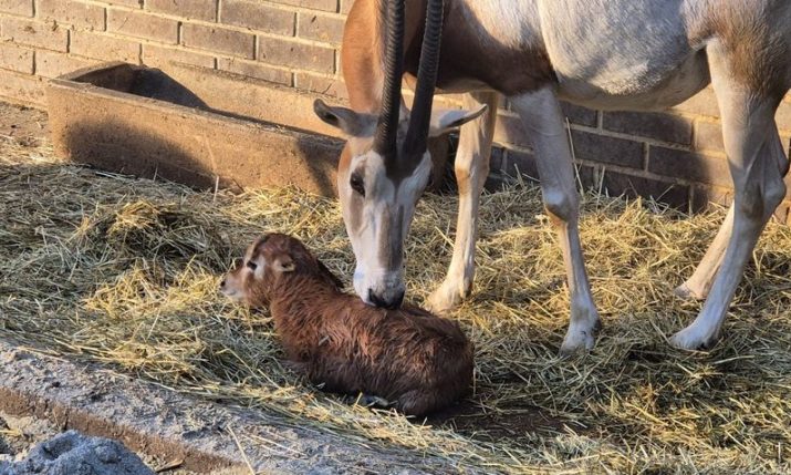 Rare oryx calf born in Zagreb highlights global wildlife comeback story