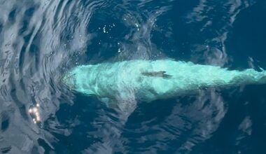 Orcas chasing penguin