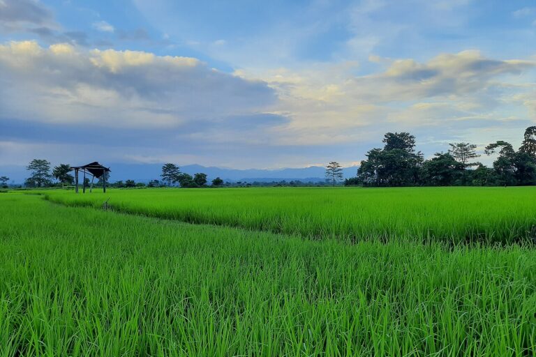 Paddy fields in Sonitpur. Antidepredation Squads were created in 2004 to organise crop guarding against raids by elephants on farms. While the recent study shows an association between the squads and increased elephant deaths, there is no clarity on causation. Image by Debuapriyo via Wikimedia Commons (CC BY-SA 4.0).
