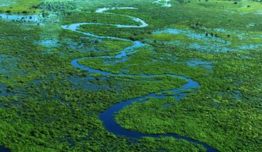 Aerial view of the wetlands of the Pantanal in Brazil