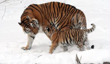Kazakhstan Is Gearing Up to Welcome Tigers Back By Using A Genetic Twin From The Russian Wilderness