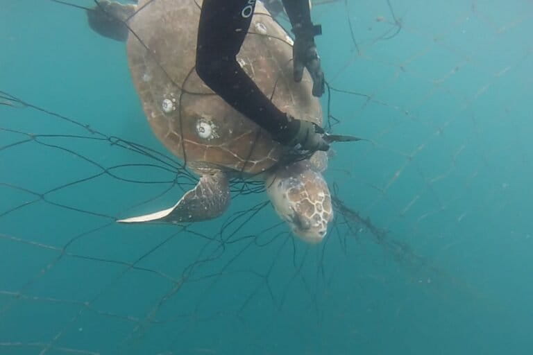 South Africa’s shark nets catch dozens of turtles and dolphins every year. Image from "Monsters" courtesy of Skyler Thomas.