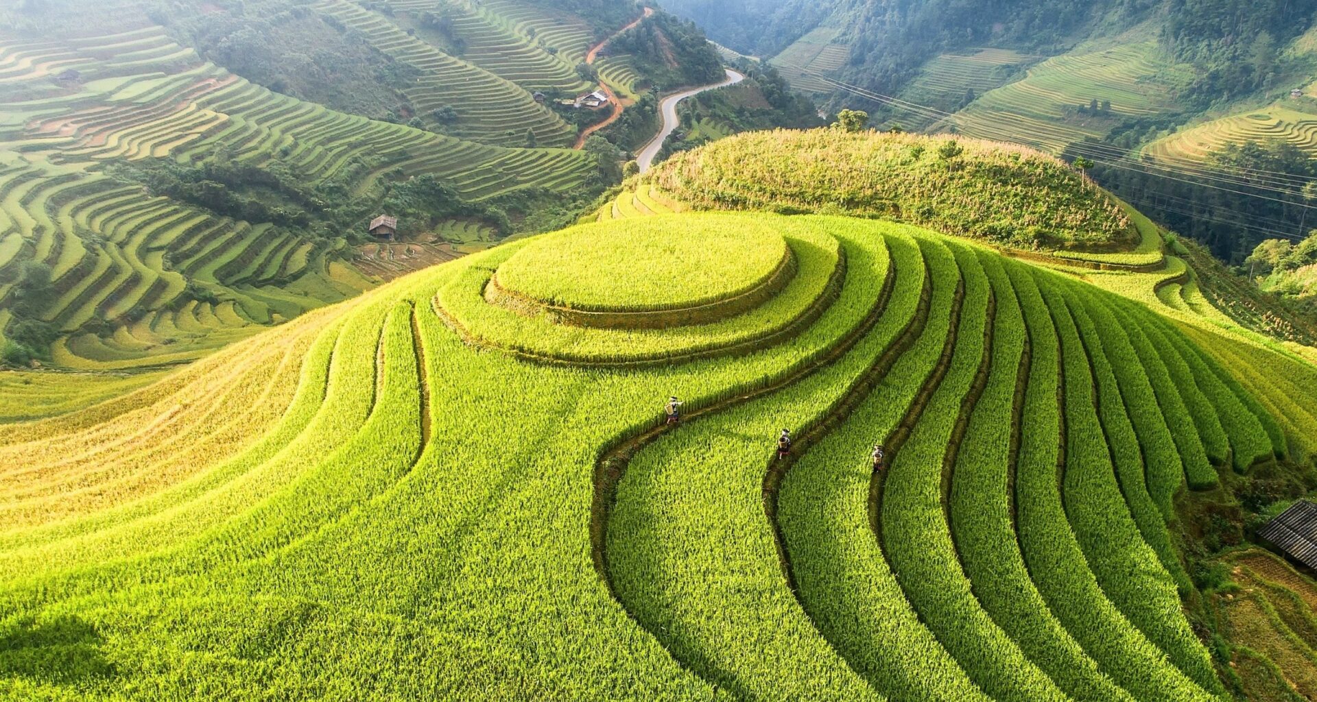 Millions of genetic switches discovered that shaped plant evolution