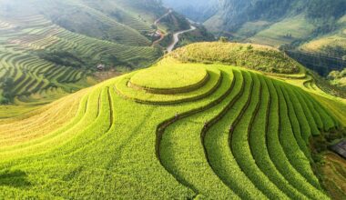 Millions of genetic switches discovered that shaped plant evolution