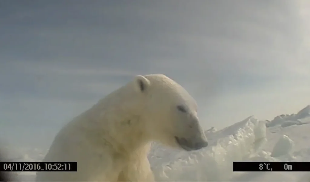 Scientists attached a GoPro to a polar bear to study what they actually do and learnt some important information