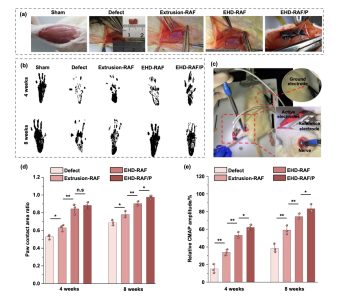 A research team from Xi'an Jiaotong University has developed a method for bioprinting skeletal muscle tissue whose cells align in directions that mirror the architecture of real human muscle.