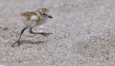 How to protect wildlife this summer: DoC advice for beaches and backyards