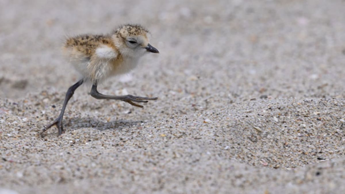 How to protect wildlife this summer: DoC advice for beaches and backyards