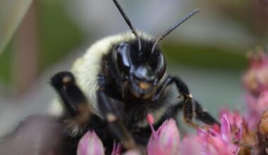Queen bumblebees: Closeup of insect with fuzzy yellow back and black head, legs and antennae, sitting on pink flowers.