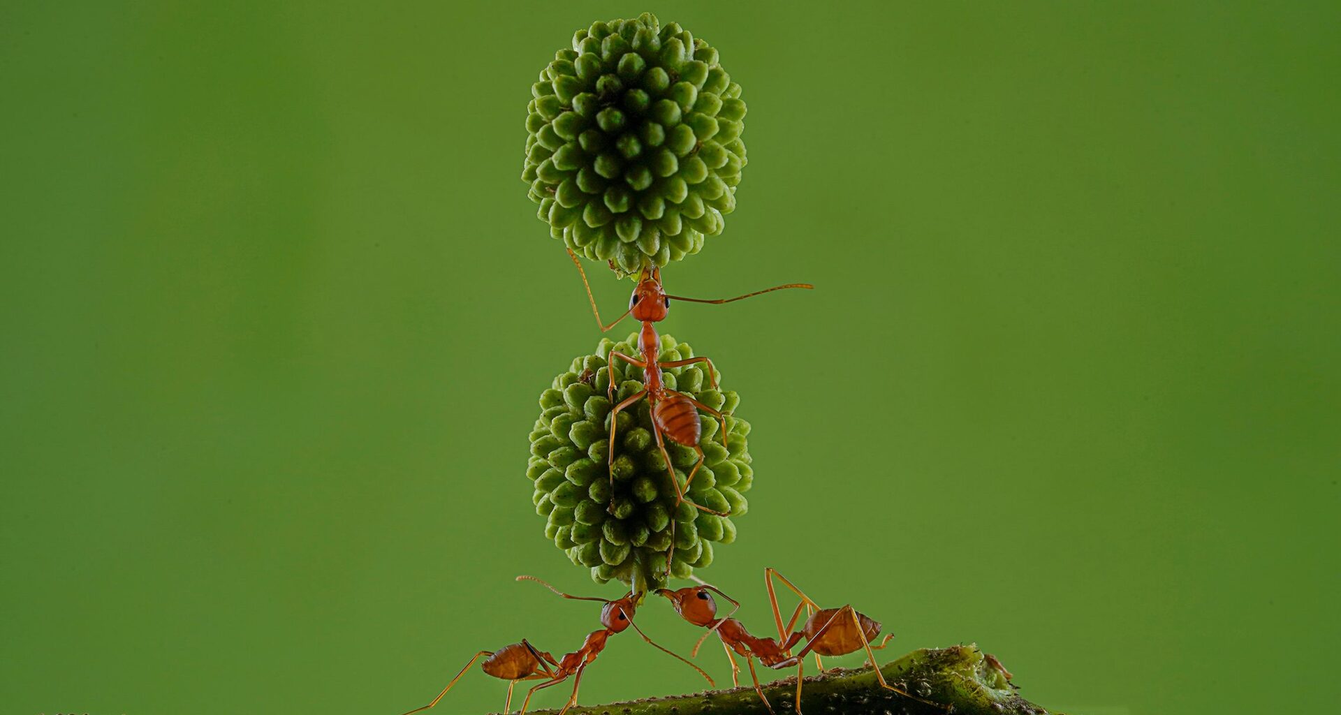 Red ants can lift up to 50 times their own body weight – and this award-winning macro photo shows their phenomenal balanced teamwork