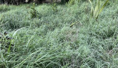 Gisborne resident calls Grant Rd reserve planting an ‘unmitigated disaster’