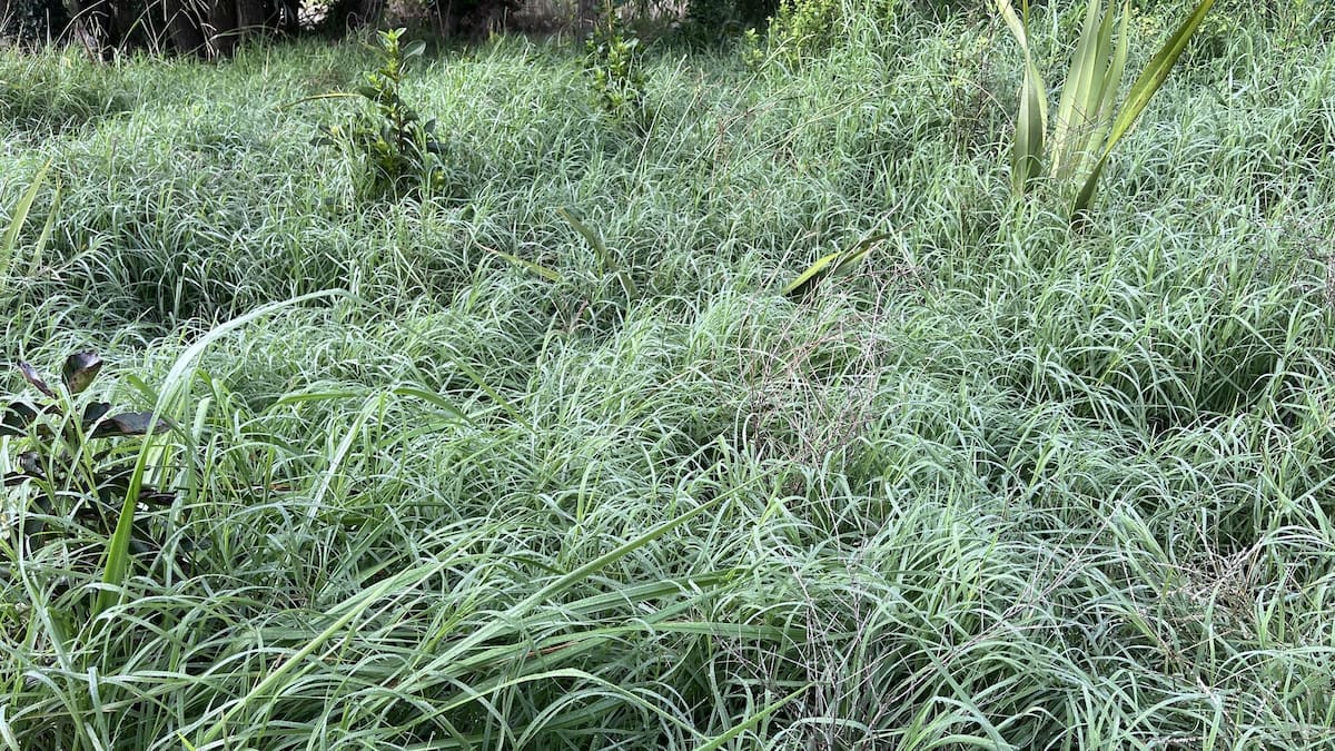 Gisborne resident calls Grant Rd reserve planting an ‘unmitigated disaster’