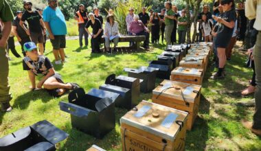 Kiwi come home: Taonga return to Ruapehu ancestral forest after 30-year effort