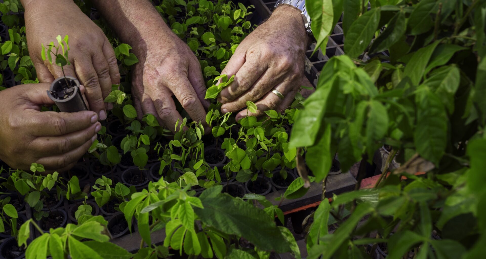 Brazilian settlers turn to reforestation in ambitious land recovery plan