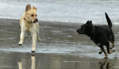 Tauranga animal bylaw review: Have your say on new leash rules and bans