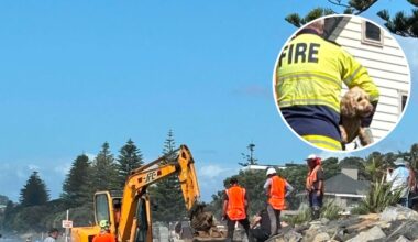 Diggers save dog trapped in seawall on Auckland’s Ōrewa beach with incoming tide