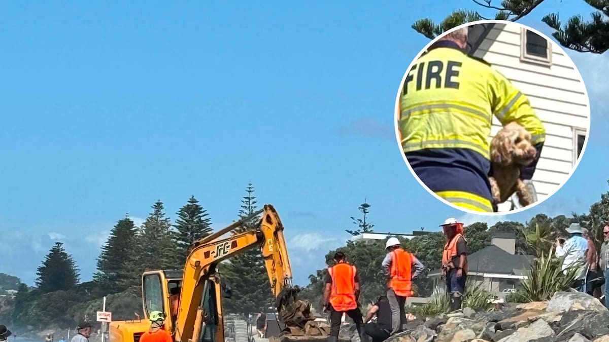 Diggers save dog trapped in seawall on Auckland’s Ōrewa beach with incoming tide