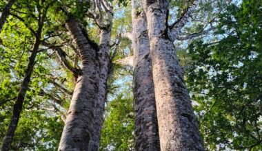 Waipoua Forest tracks near Northland’s Tāne Mahuta closing for kauri dieback work