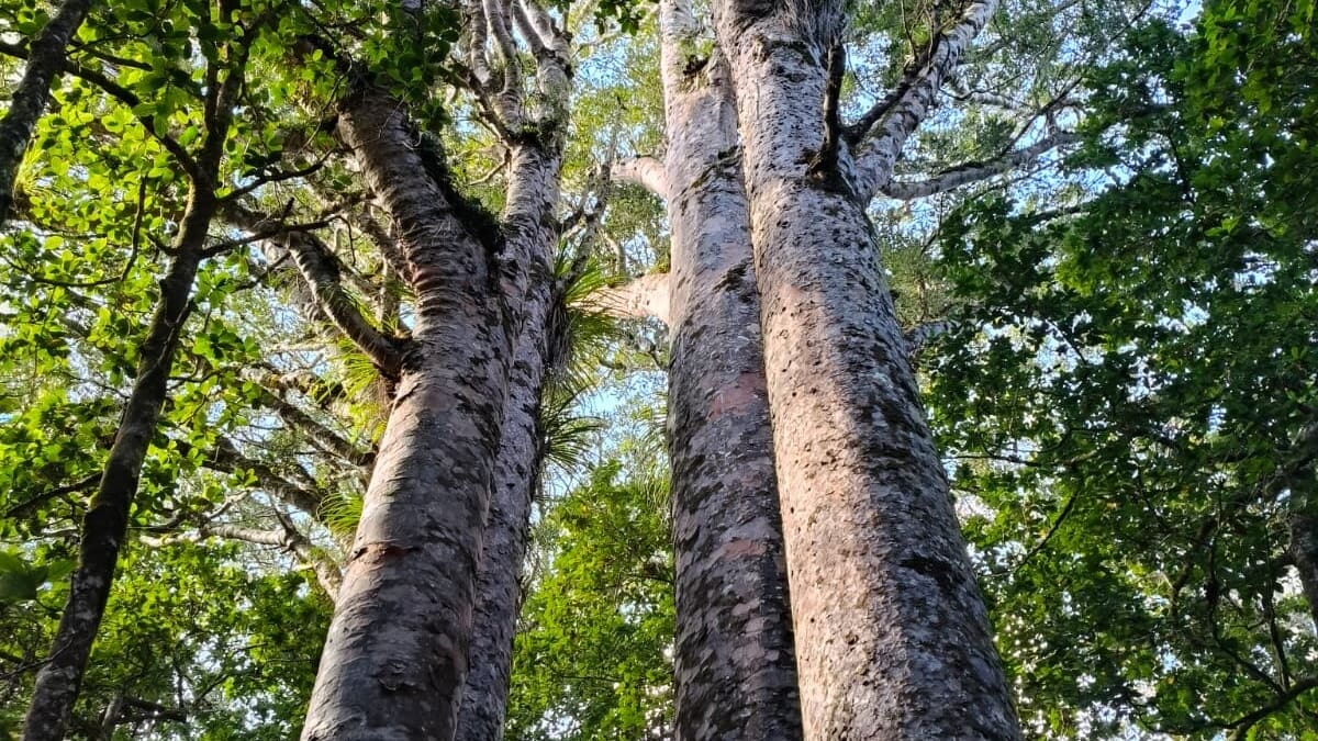 Waipoua Forest tracks near Northland’s Tāne Mahuta closing for kauri dieback work