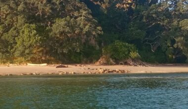 Whale euthanised after stranding at Mount Maunganui