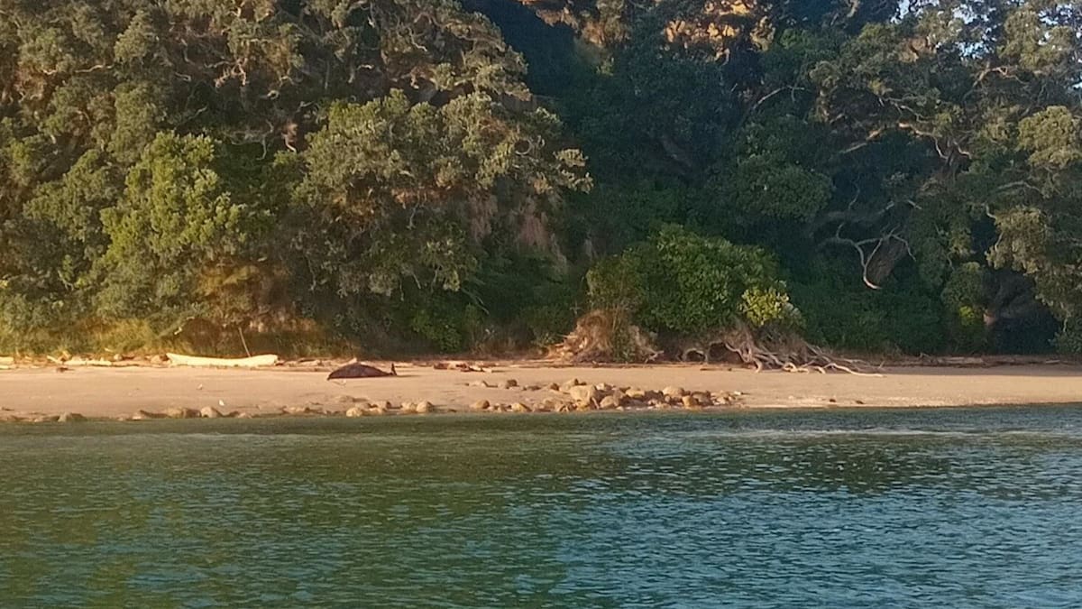 Whale euthanised after stranding at Mount Maunganui