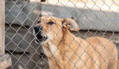 Dog Control Act to go under microscope after deaths and Northland outcry