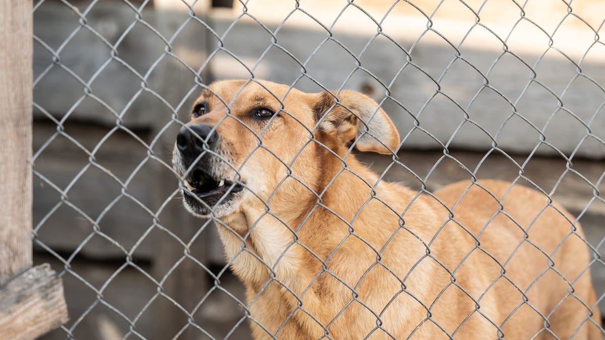 Dog Control Act to go under microscope after deaths and Northland outcry