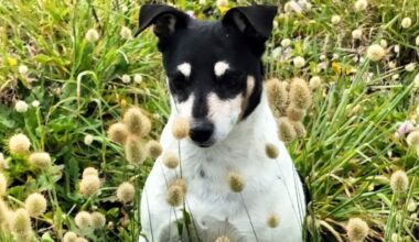 Dogs mauled at a Tauranga park, one dead and another ‘lucky to be alive’