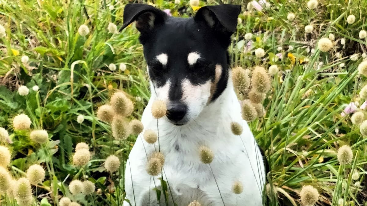 Dogs mauled at a Tauranga park, one dead and another ‘lucky to be alive’