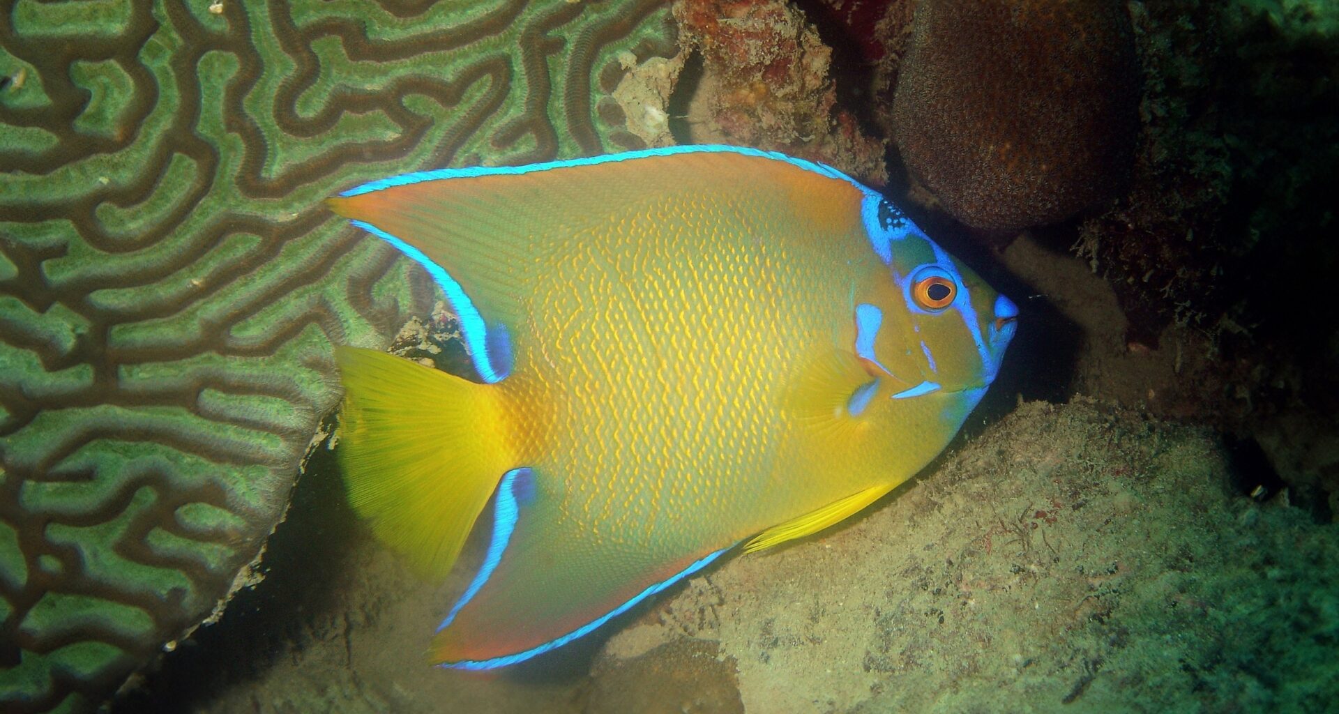 Why reef fish from different oceans end up looking alike