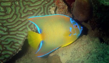 Why reef fish from different oceans end up looking alike