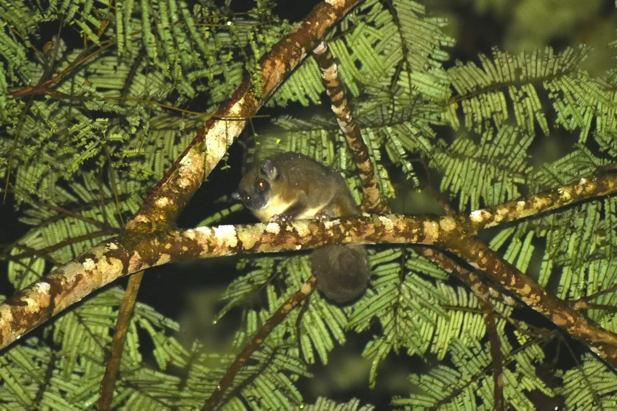 Ring-tailed glider