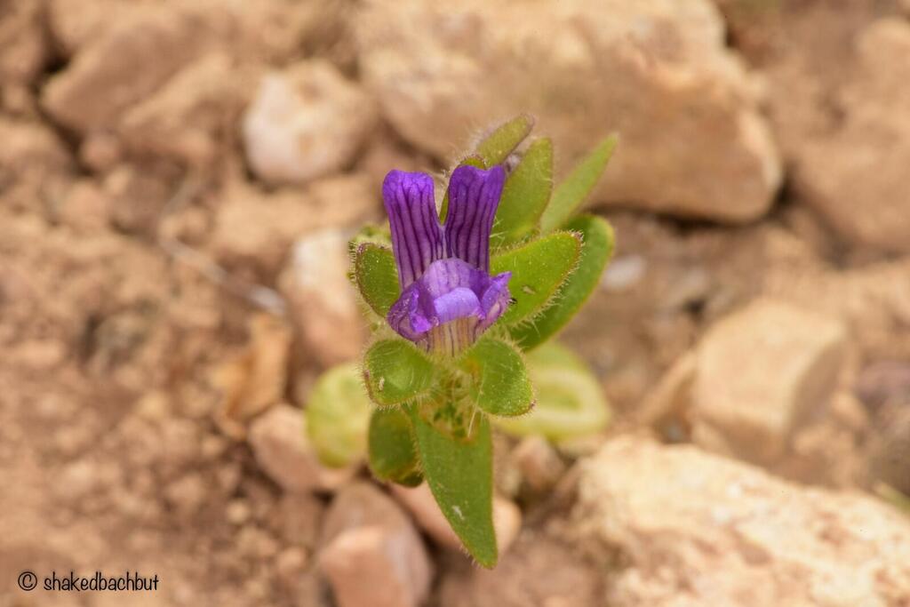 Hueblia calycina. Last seen in Israel in 2007 (Photo: Shaked Bachbut, Nature and Parks Authority) נראה לאחרונה בישראל ב-2007. פומה פרסית
