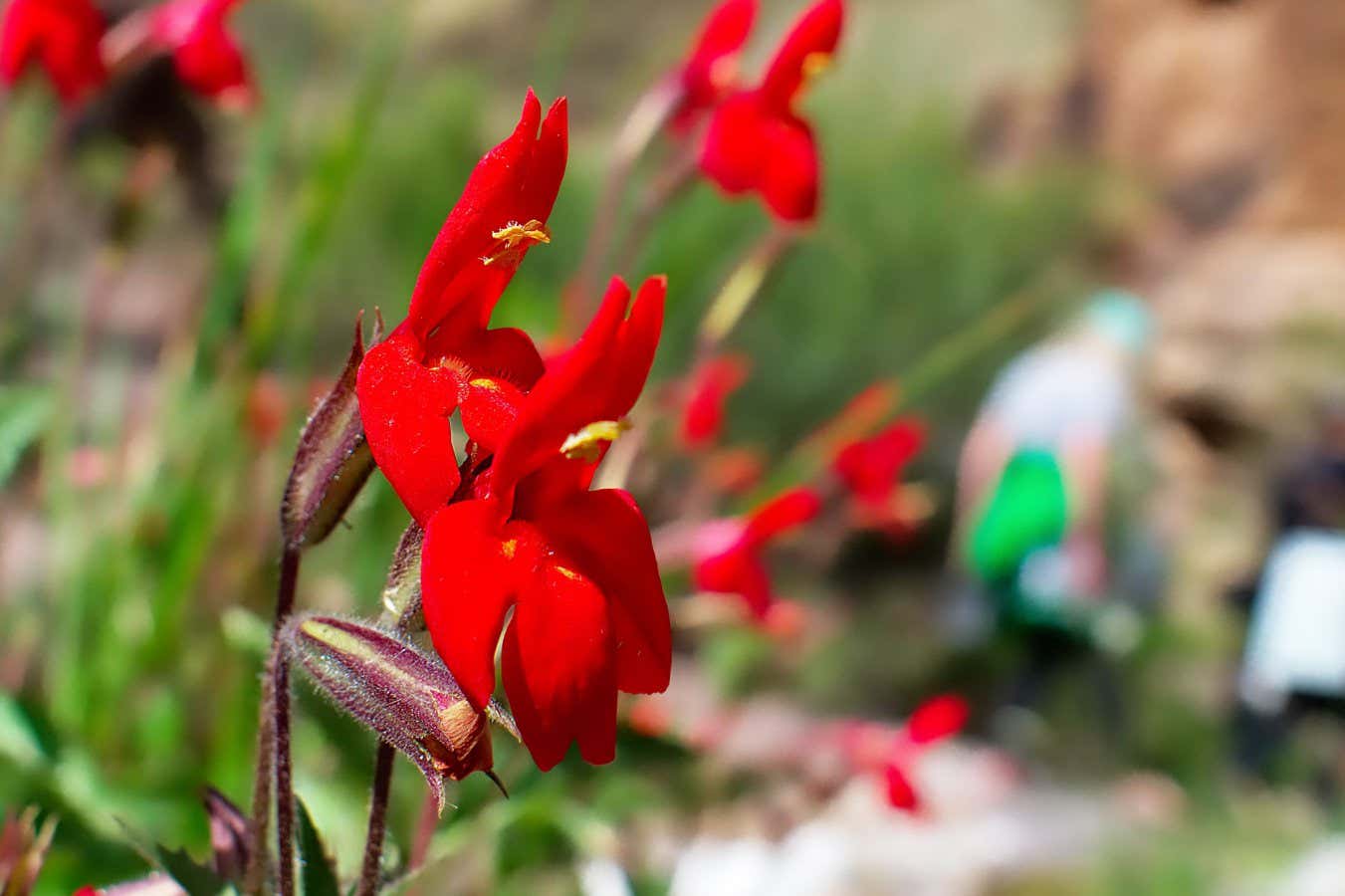 J3M951 Scarlet monkey flower located in the Three Springs Gorge next to the Colorado River in the Grand Canyon National Park.